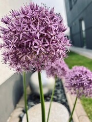 allium flower