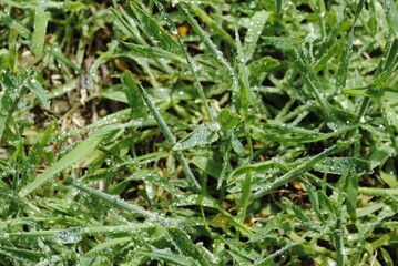 Fototapeta na wymiar Dew drops on bright green grass close up macro in focus