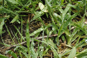 Dew drops on bright green grass close up macro in focus
