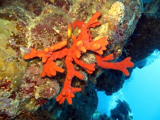 hard and soft corals of the red sea, crown starfish