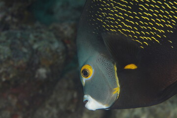 french angelfish close up on a reef of bonaire dutch caribbean 