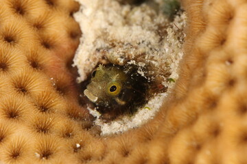blenny on coral very close up on a reef of bonaire dutch caribbean