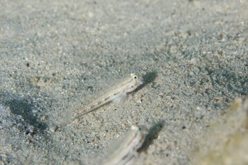 fish in the sand on a scuba dive bonaire dutch caribbean 