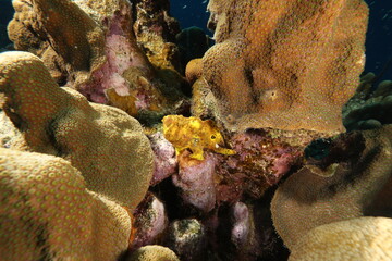 yellow frogfish on a reef of bonaire dutch caribbean 