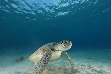 green sea turtle in blue water bonaire dutch Caribbean
