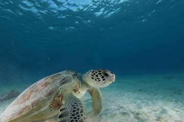Obraz premium green sea turtle in blue water bonaire dutch Caribbean