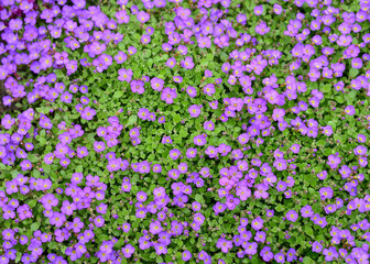 Top view of many small purple flowers. Natural background, close-up.