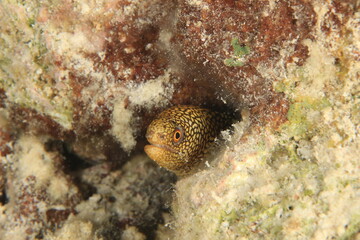 yellow and black moray on coral very close up on a reef of bonaire dutch caribbean