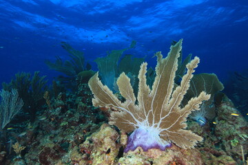 reef coral block in white sand and blue water on a reef of bonaire dutch caribbean