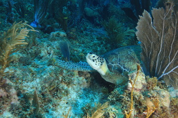 Fototapeta na wymiar green sea turtle und a coral sleeping in blue water bonaire dutch Caribbean