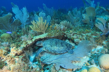 green sea turtle und a coral sleeping in blue water bonaire dutch Caribbean