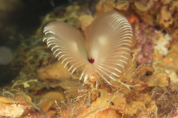 xmas tree worm close up on a reef of bonaire dutch caribbean