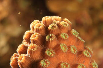 coral very close up on a reef of bonaire dutch caribbean