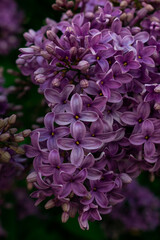 Syringa Flowers.