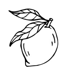 Linear sketch of citrus fruit lemon.Vector graphic.