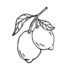Linear sketch of citrus fruit lemon.Vector graphic.