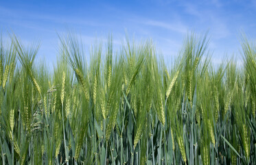 Green crops grow in the field. In the background the blue sky with white delicate clouds. You can see the stalks of barley and the seeds.