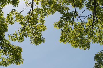 green oak leaves against blue sky in springtime