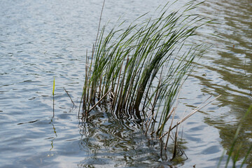 reeds in the water
