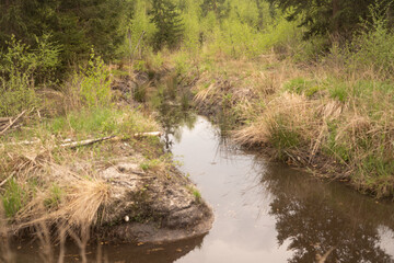 dams made by beaver in a swamp region of Bory Dolnosląskie Lower SilesiaForest in Poland in spring