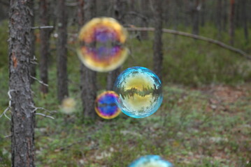Large soap bubbles in the air. Against the background of tall green trees, large rounded soap bubbles fly. Trees are reflected on the thin surface of the bubble and all the colors of rainbow shimmer.