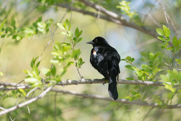 blackbird on a branch