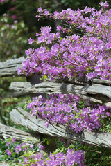 azaleas and rhododendrons in bloom (with wooden fence)