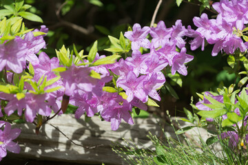azaleas and rhododendrons in bloom
