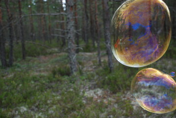 Large soap bubbles in the air. Against the background of tall green trees, large rounded soap bubbles fly. Trees are reflected on the thin surface of the bubble and all colors of the rainbow shimmer.