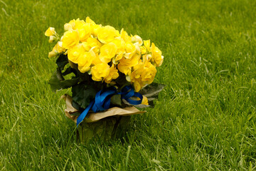 Yellow begonia in a pot on the grass.