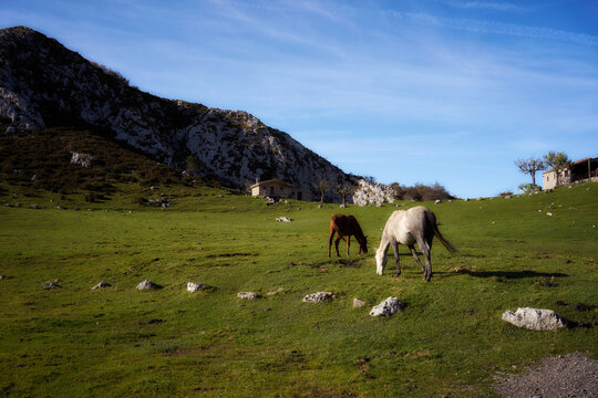 Landscape of the Lakes of Covadonga with horses and blue sky