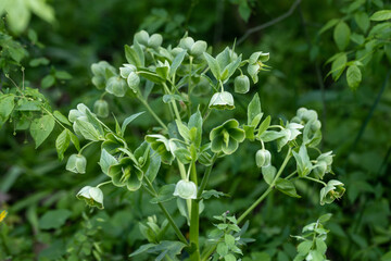 Helleborus foetidus grows and blooms in the garden in spring