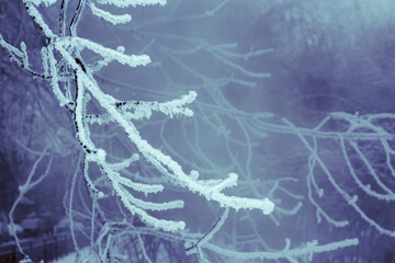 winter forest background