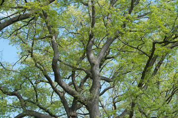 Obraz premium tree in spring