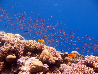 red sea fish and coral reef