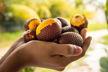 Aguaje is a highly appreciated fruit in the Amazon for its flavor and nutritional properties.