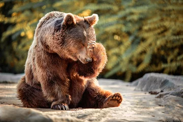 Fototapeten bear sitting with his paw on his head as if in despair. concept emotions © perpis