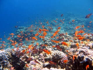 Obraz na płótnie Canvas red sea fish and coral reef