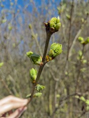 bud of a tree