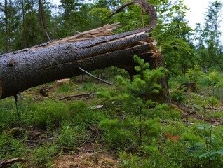 old tree that was destroyed by a storm and a young tree growing just in front of it - forest regeneration
