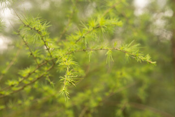 green larch in early spring