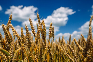 Fototapeta premium Close up of ripe wheat ears against beautiful sky with clouds.