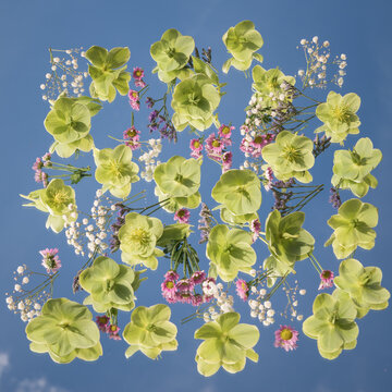 abstract background pattern with wild flowers on mirror and sky