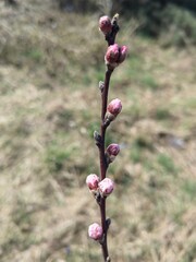 Peach flower buds