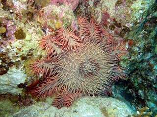 Naklejka na ściany i meble hard and soft corals of the red sea, crown starfish