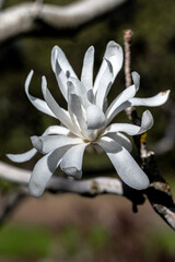 Flower of 'Royal Star' Magnolia (Magnolia kobus var. stellata)