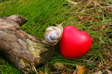 The snail crawls from the tree to the heart, which lies in the grass.