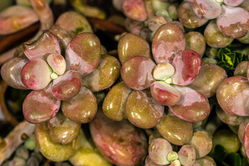 Leaves of , the Sugar-almond Plant or Moonstone (Pachyphytum oviferum)