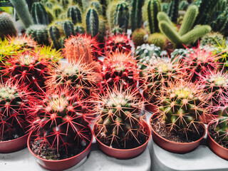 Cacti with red thorns in pots close-up. Prickly flowers in a greenhouse.