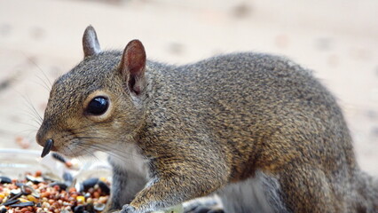 Obraz premium Eastern gray squirrel (Sciurus carolinensis) eating bird seed from a patio in Panama City, Florida, USA